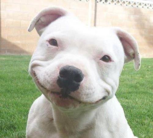 Posicionar Bull terrier en google